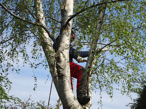 Best Arborist Consultation Services  in USA